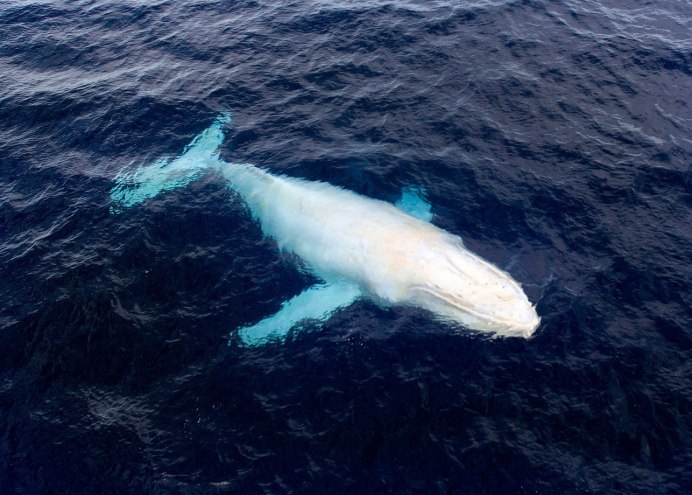 Кит Горбач альбинос