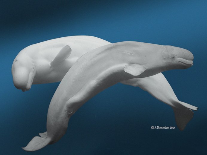 Касатка альбинос