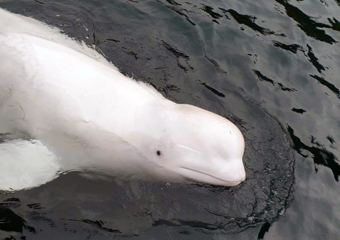 Стая кашалотов альбиносов