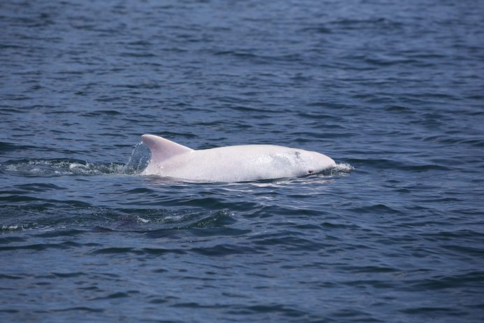 Горбатый кит Мигалу