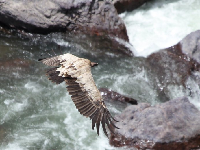 Gyps himalayensis