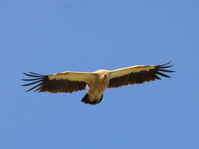 Gyps himalayensis