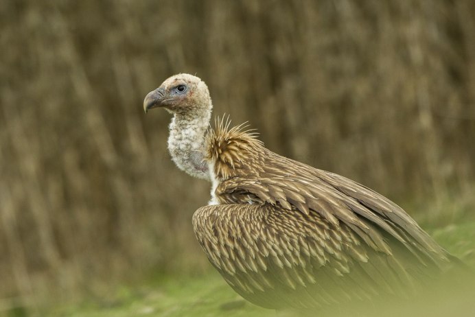 Kумай Gyps himalayensis Hume, 1869