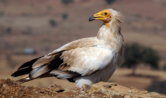 Himalayan Vulture
