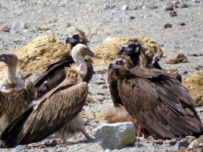Индийский СИП (Gyps indicus)