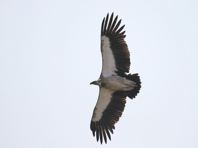 Gyps himalayensis