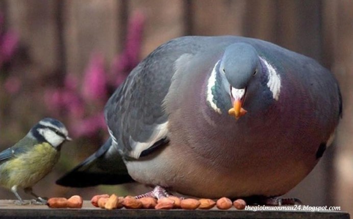 Fat Birds Dance
