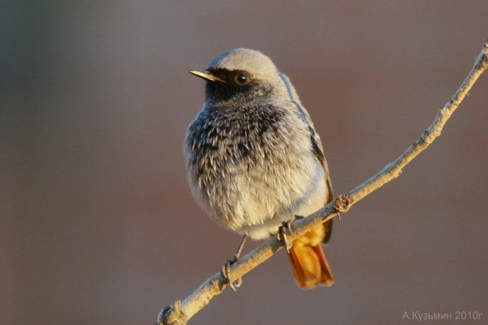Обыкновенная горихвостка (Phoenicurus Phoenicurus)
