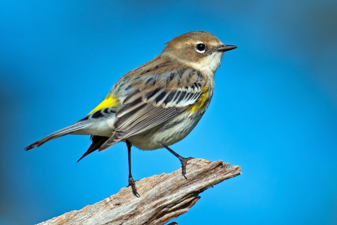 Свиристель (Bombycilla garrulus)