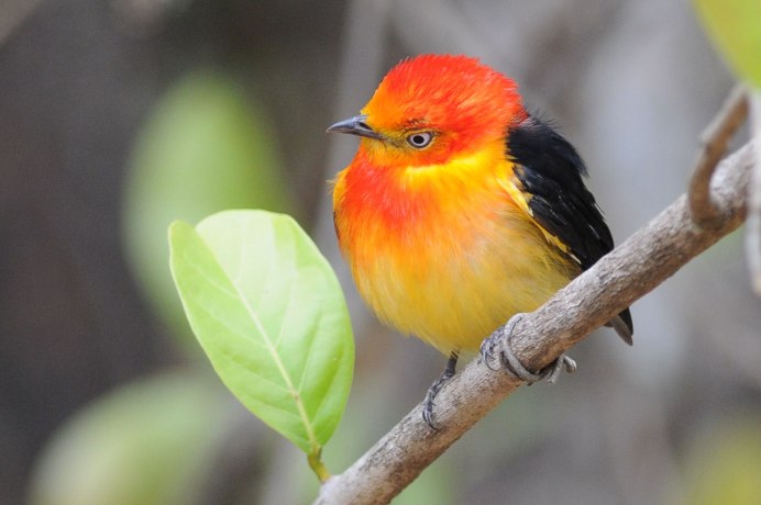 Свиристель обыкновенный (Bombycilla garrulus)