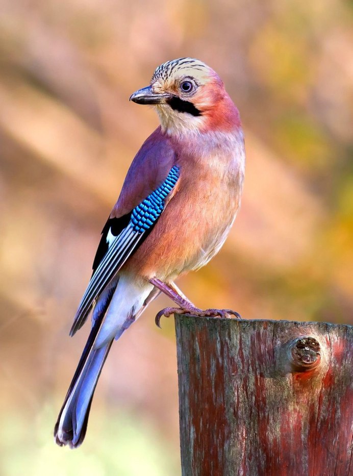 Сойка обыкновенная garrulus glandarius