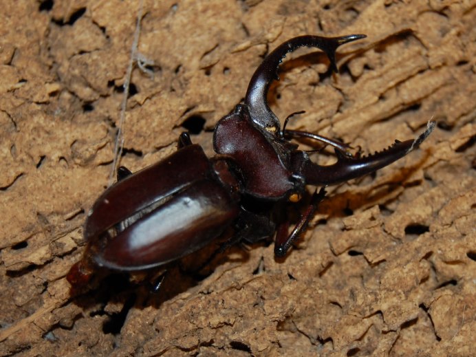 Жук Термит древесный
