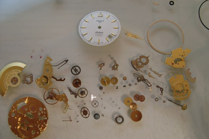 Жук носорог навозник