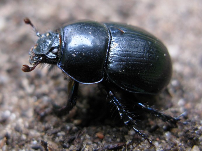 Бронзовик Жук синий