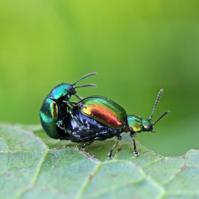 Июньский Жук бронзовка