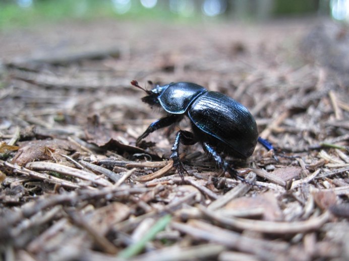 Черный Жук НАСЕКОМУС