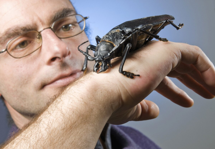 Дровосек-Титан Titanus giganteus