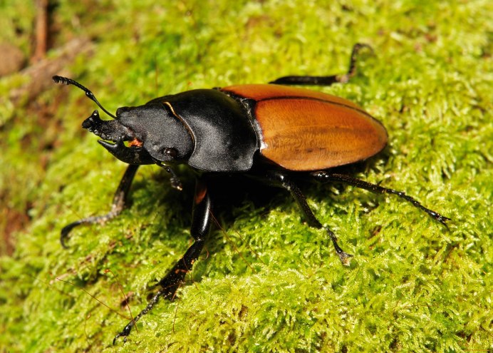 Жук черный хрущак