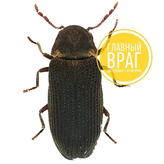 Часовщик Димитровград