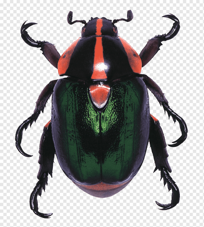 Тропические жуки