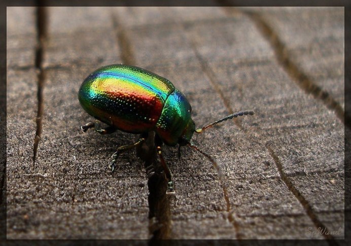 Бронзовка Жук Листоед