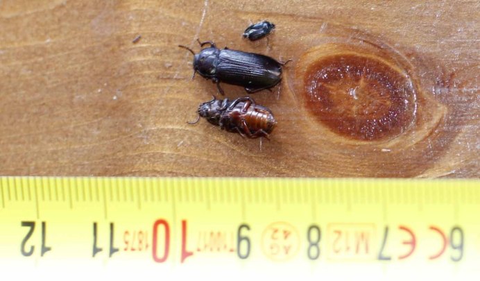 Механическое насекомое стимпанк