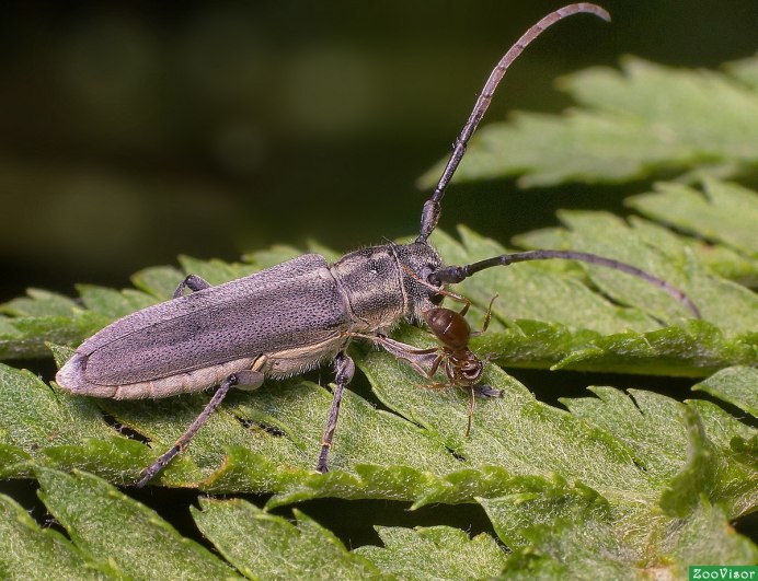 Жук древоточец усач Домовой