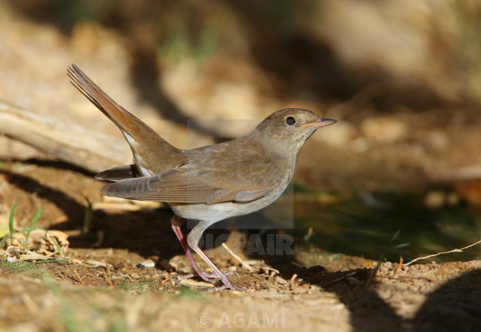 Thamnopida Swainson