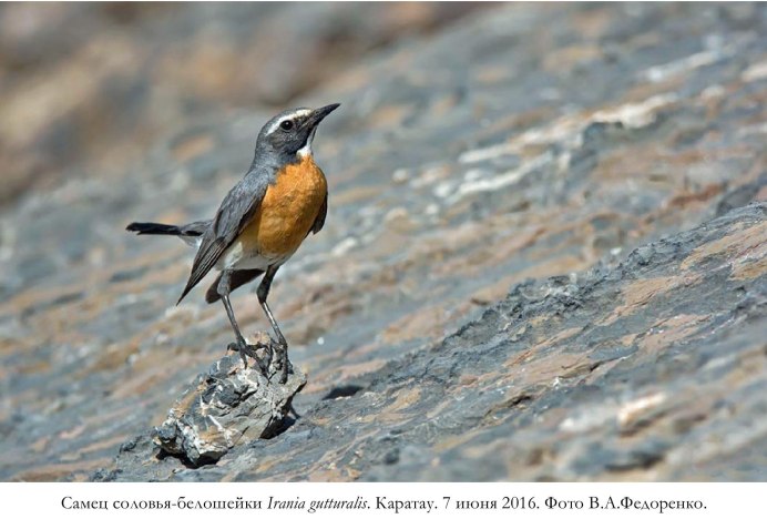 Luscinia Luscinia