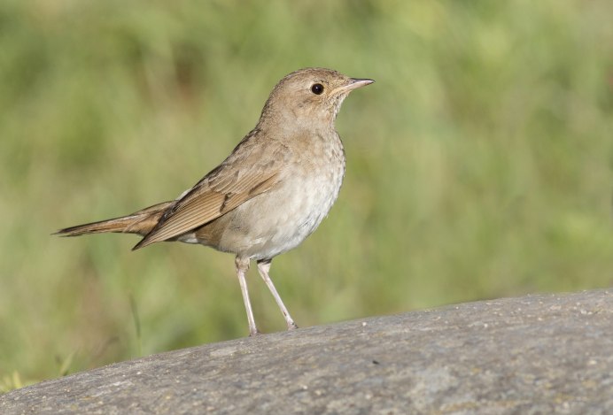The Thrush Nightingale (Luscinia Luscinia)