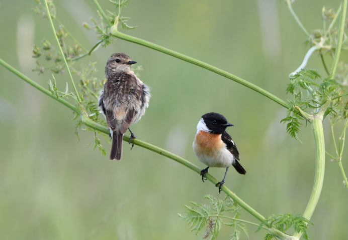 Соловей-красношейка Luscinia Calliope