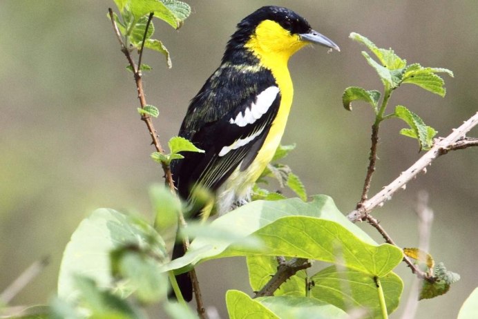 Aegithina nigrolutea