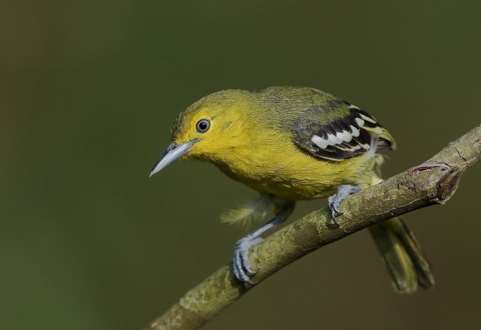 Aegithina nigrolutea