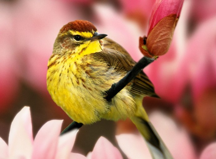 Чиж (Spinus Spinus l.)