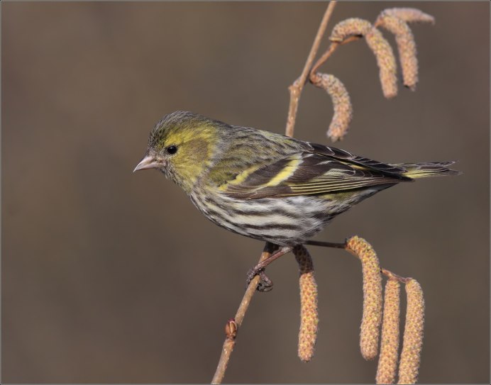 American Goldfinch птица