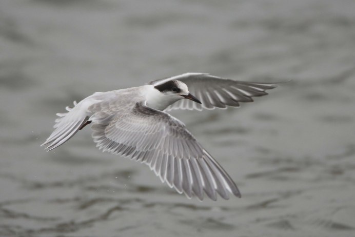 Черный Коршун Pandion haliaetus
