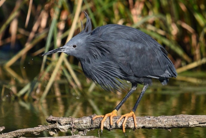 Африканские зонтичные Цапли (Egretta ardesiaca)