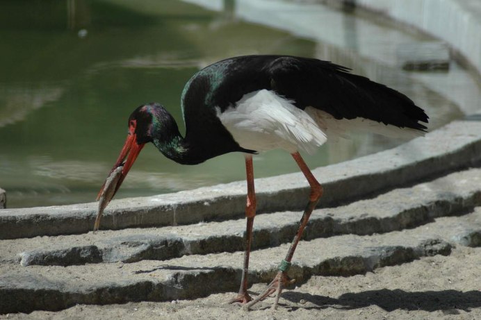 Черношейная цапля Ardea melanocephala