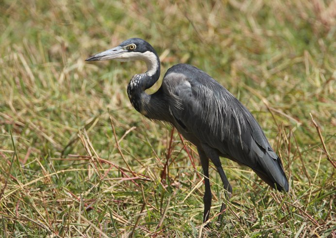 Птица Ardea cinerea
