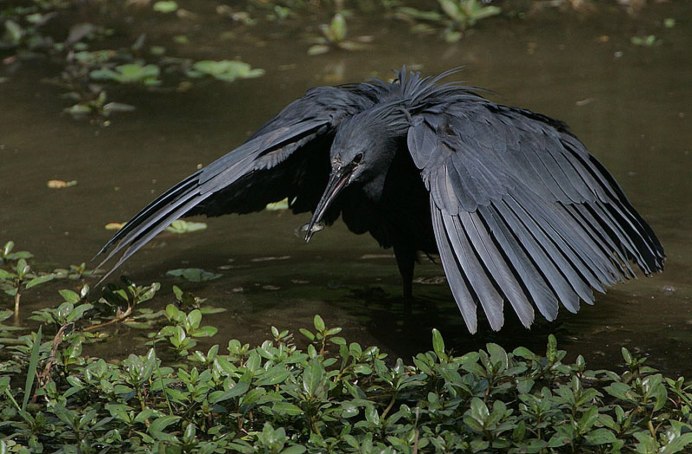 Egretta ardesiaca