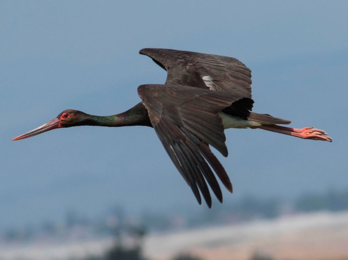 Black Stork (Ciconia nigra)
