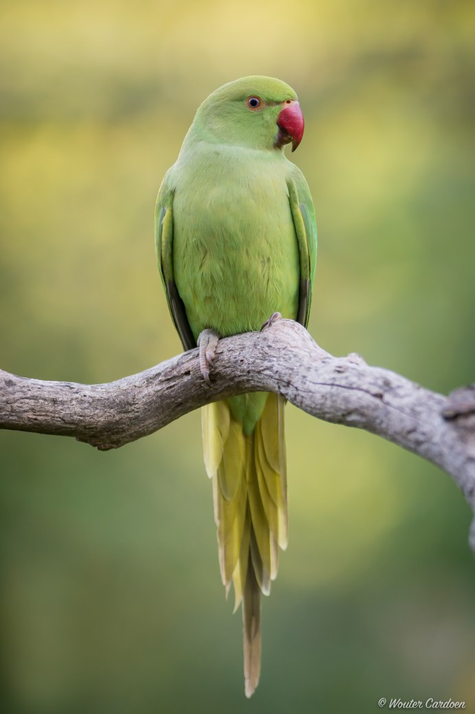 Indian ringneck попугай