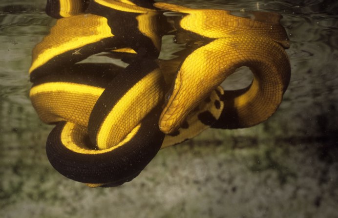 Yellow bellied Sea Snake