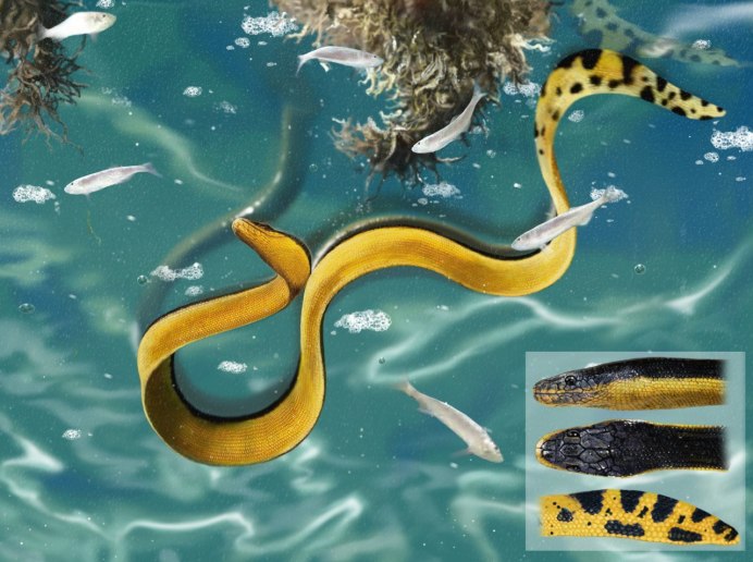 Hydrophis platurus