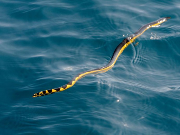 Pelamis platurus