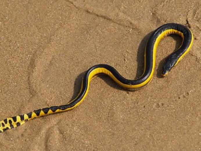 Elaphe flavolineata