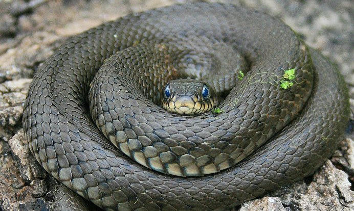 Подвязочная змея (Thamnophis sirtalis)