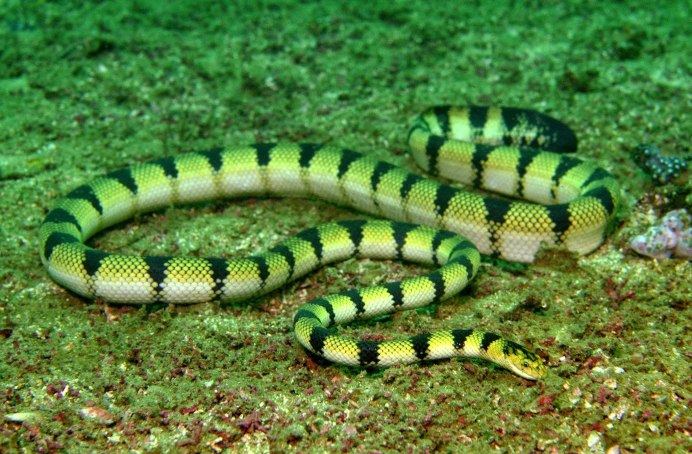 Trimeresurus popeiorum