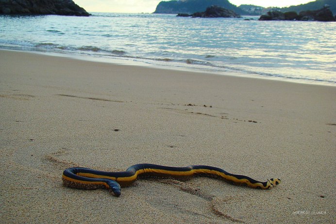 Yellow bellied Sea Snake
