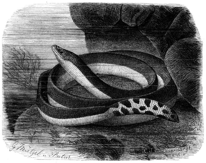 Blackneck Garter Snake